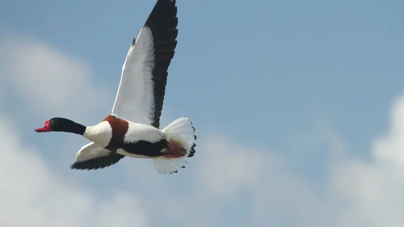 Grippe aviaire confirmée dans le Calvados.