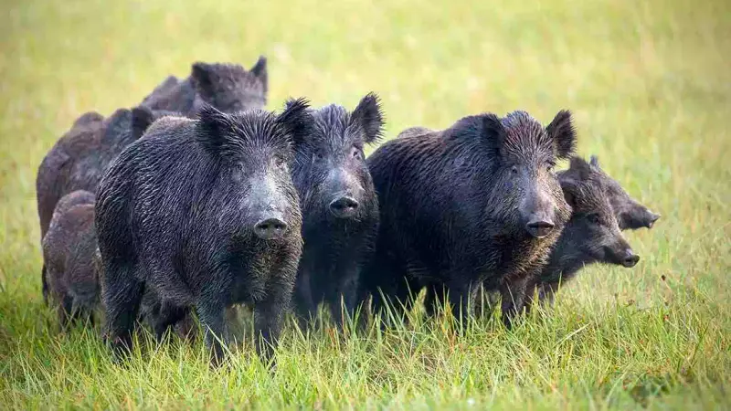 Une compagnie de sangliers dans un jardin près de Millau