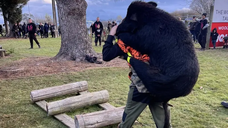 En Nouvelle-Zélande, les concours de chasse au sanglier attirent des centaines de participants