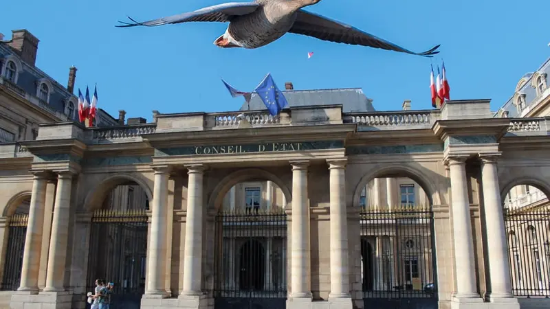 Oies en février, l’heure de vérité !