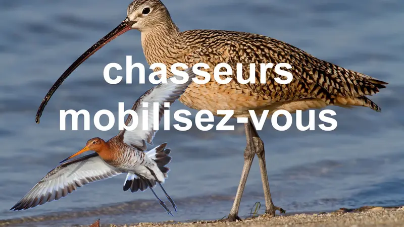 Consultations publiques : branle-bas de combat. Chasseurs mobilisez-vous
