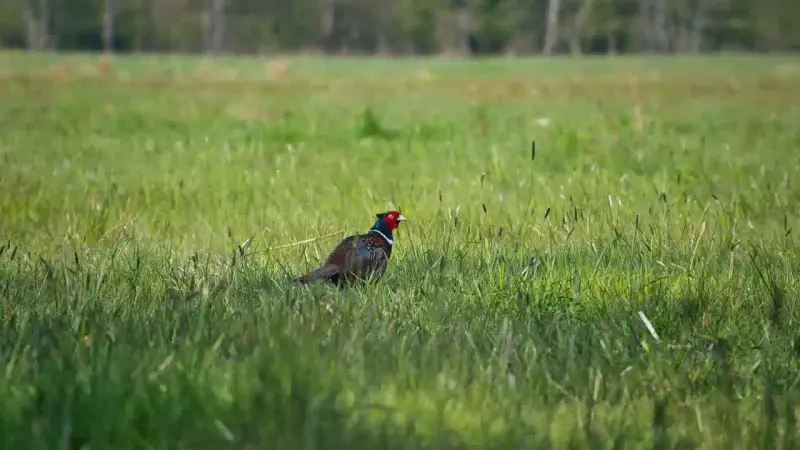 Coq Faisan