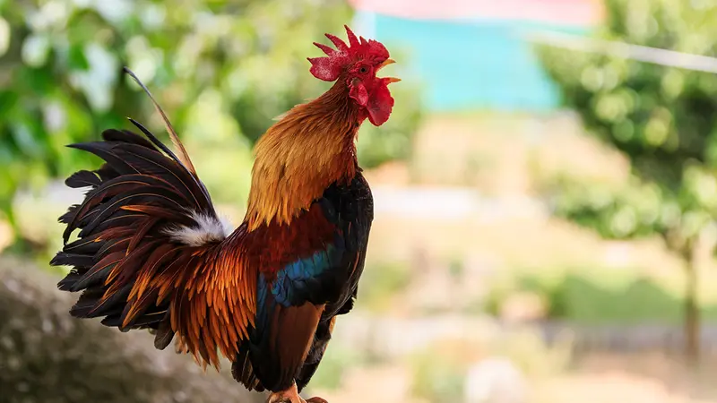 Dordogne : un coq qui chante trop jugé par contumace