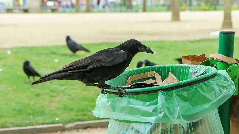 Des corbeaux dressés pour ramasser des déchets