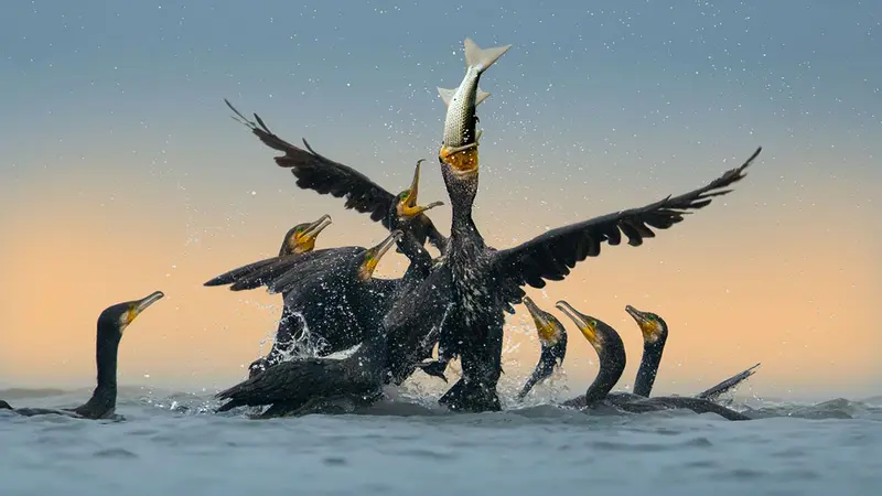 Haute-Vienne : régulez les cormorans et recevez des cartouches en échange !