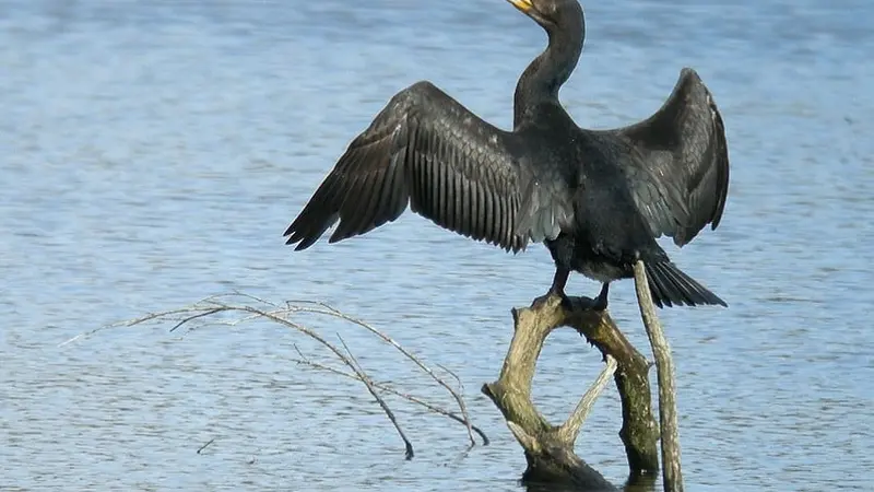 Stop aux ravages des cormorans !