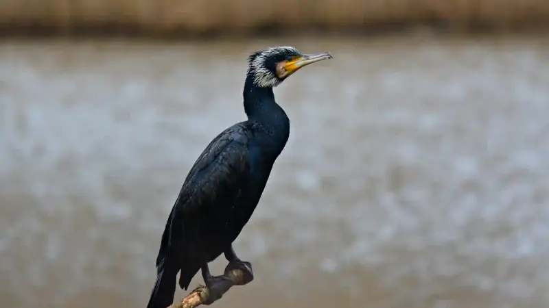 Grand Cormoran : un nouvel arrêté de régulation est tombé