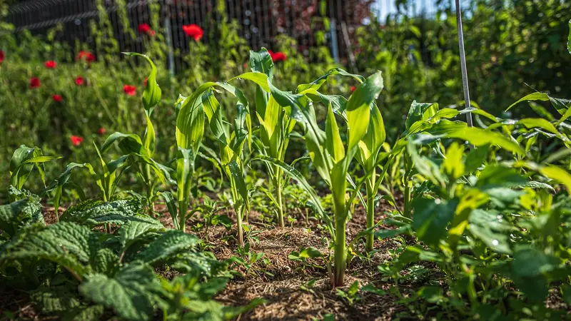 La mairie écologiste de Lyon veut créer une voie verte qui menace des jardins ouvriers