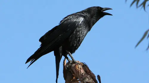 La chasse aux corvidés ouverte à tous en Mars