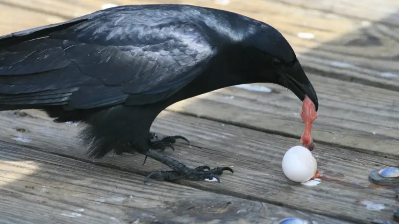 Au printemps, chassez les corvidés !