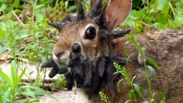 cottontail papilloma virus