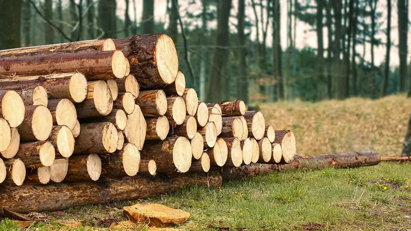Bois : la Chine « vide » les forêts Françaises.