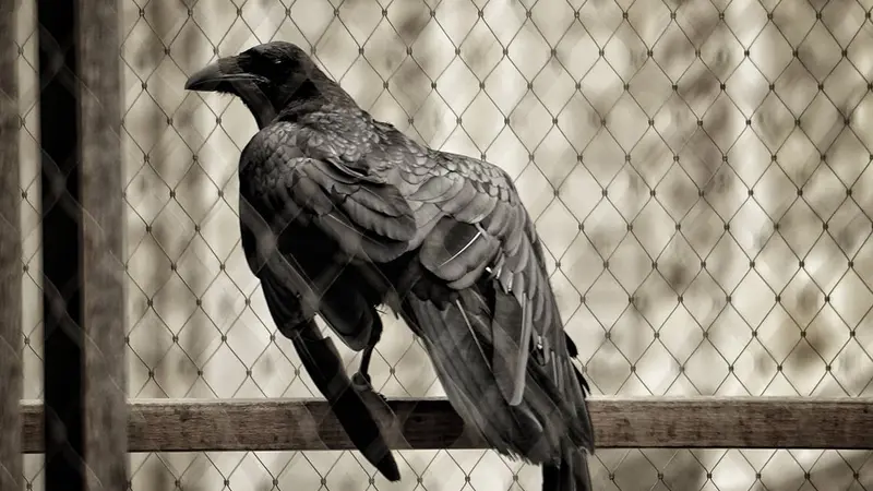 Un couple jugé pour avoir libéré un corbeau