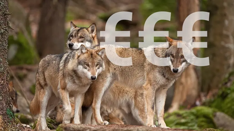 Combien coûte le loup en France ?