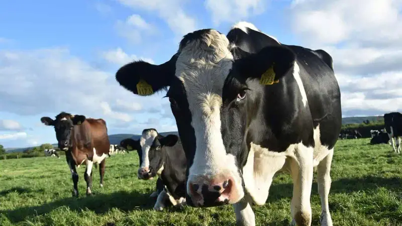 vaches