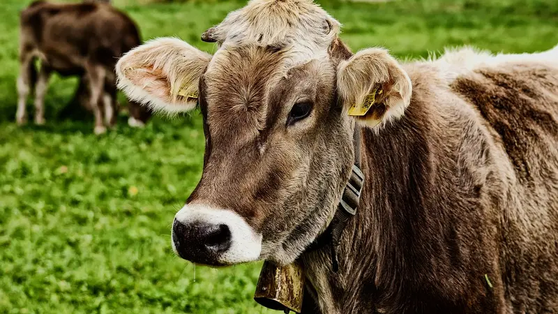 Une randonneuse secourue par un hélicoptère après avoir été chargée par une vache