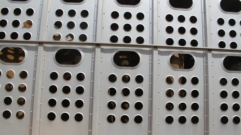 La Cour des comptes de l’Union européenne propose de répercuter la souffrance animale dans le prix de la viande