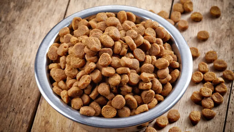 Croquettes : que mangent en réalité nos chiens ?