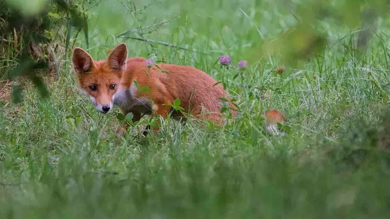 attaques de renards dans le Tarn