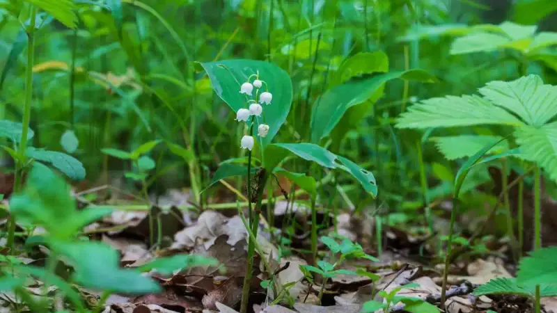 cueillette muguet