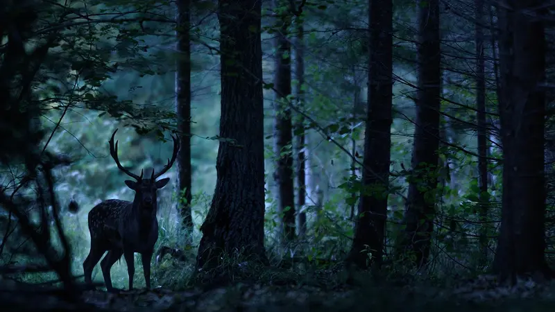 Chasse de nuit : la Fédération de chasse du Haut-Rhin s’oppose à la préfecture