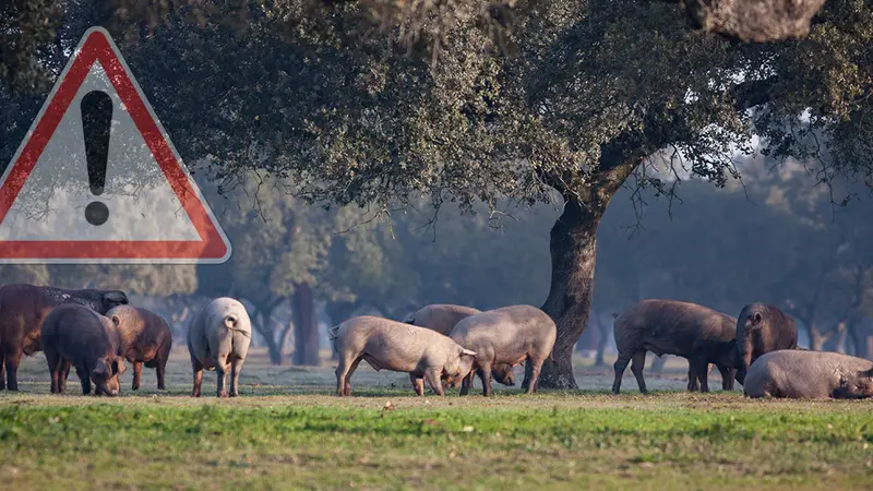 Peste Porcine Africaine, un fléau aux portes de la France