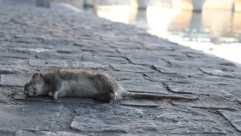 Rats dans Paris : les associations animalistes veulent utiliser la contraception
