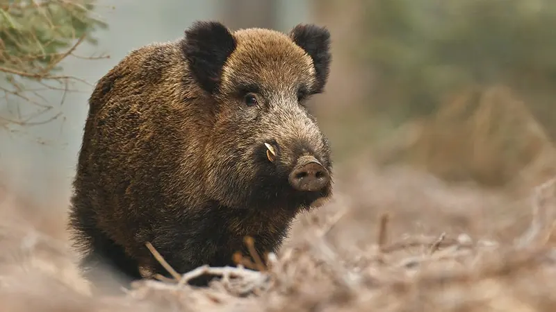 un chasseur tué par un sanglier