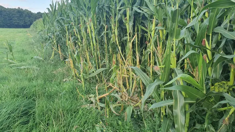 Dégâts de gibier : vers une année record ?