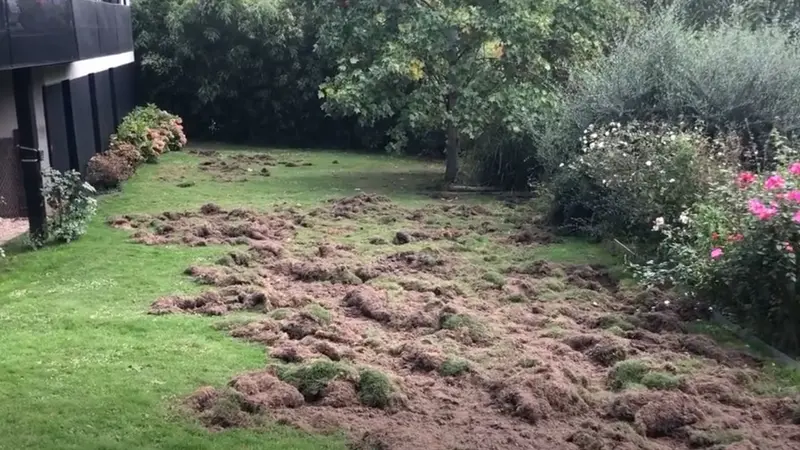 Quand les chasseurs ne veulent plus réguler les sangliers à cause des risques