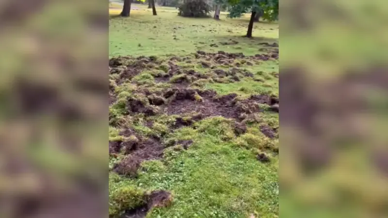 dégats de sangliers à Douchy Delon
