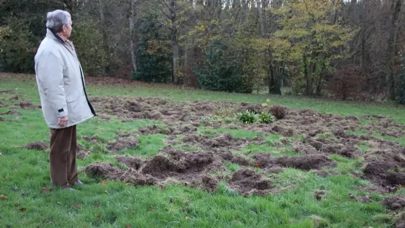 Bretagne : les sangliers ravagent son terrain pour la 4e fois