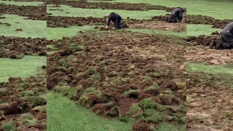 Des sangliers ravagent un terrain de golf à Gap