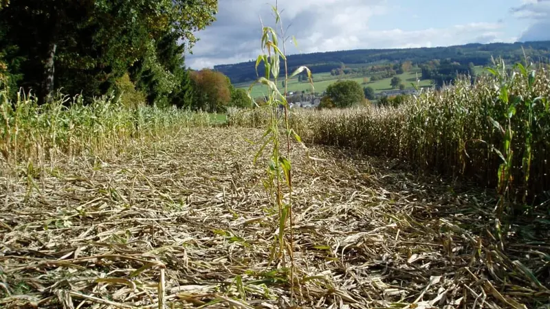 Communiqué FNC : Dégâts de sangliers – les chasseurs incontournables et pas que pour payer