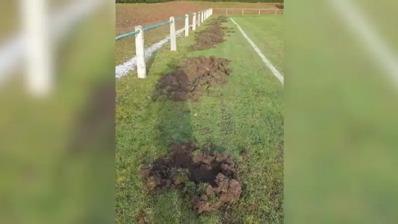 Un club de foot amateur de Dordogne contraint de reporter les matchs à cause des sangliers