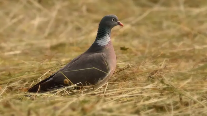 degats-pigeon