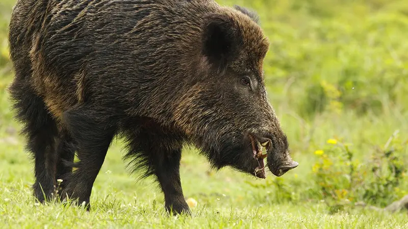 Une note salée pour les chasseurs Ardéchois