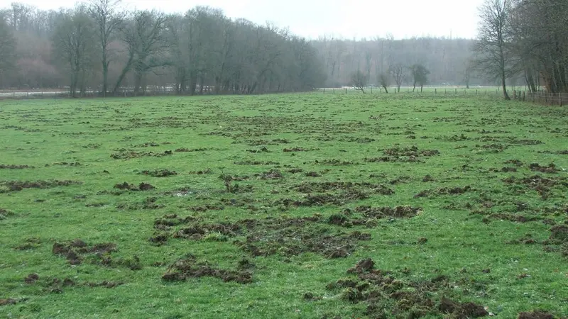 En Haute-Loire les agriculteurs exacerbés par les sangliers