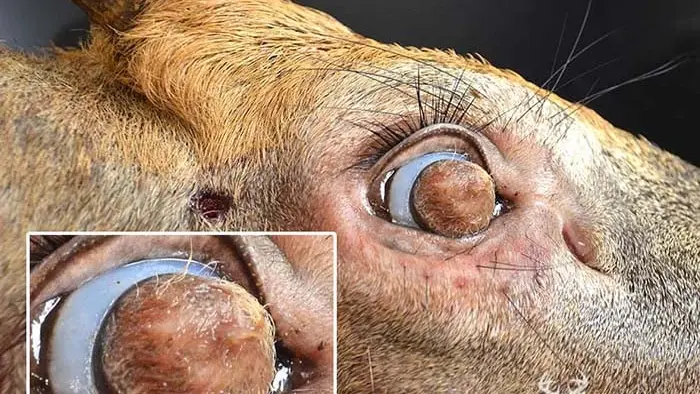 Un cerf atteint d’une maladie extrêmement rare