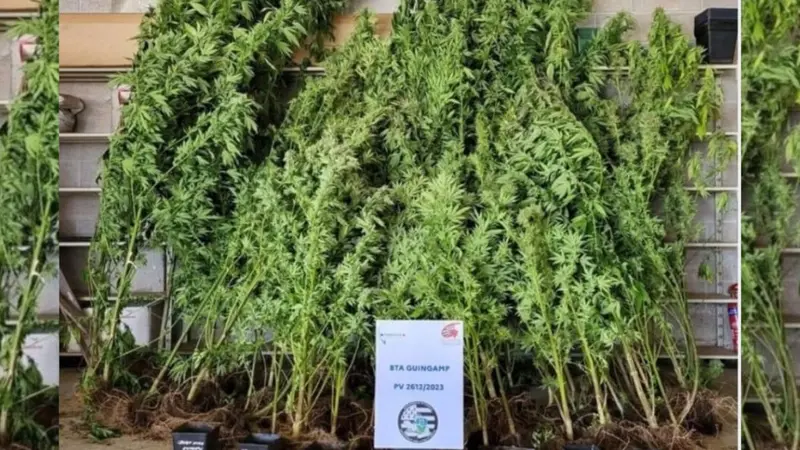 Des chasseurs tombent sur 60 pieds de cannabis par hasard dans un champ non loin de Guingamp