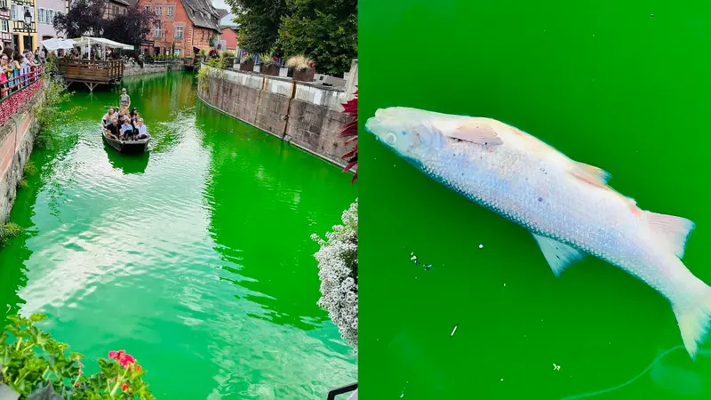 Le maire de Colmar dénonce une action écologiste qui aurait tué des poissons dans les eaux de la Lauch