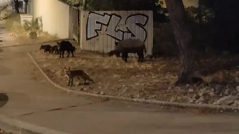 des renards et des sangliers à Luminy