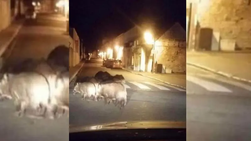 Somme : Une compagnie de sangliers filmée dans les rues d’Abbeville
