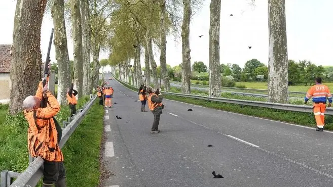Nièvre : une opération de destruction des corvidés sur la N7