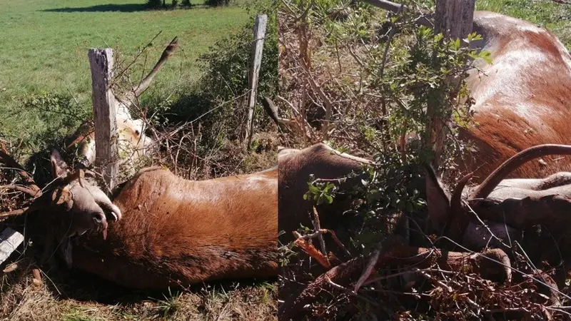 Deux cerfs découverts morts emmêlés dans le Jura