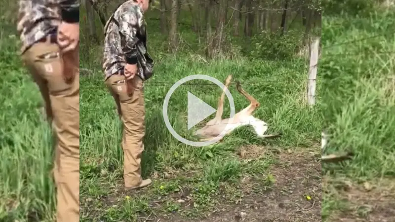 Vidéos : des chasseurs sauvent un cerf de virginie