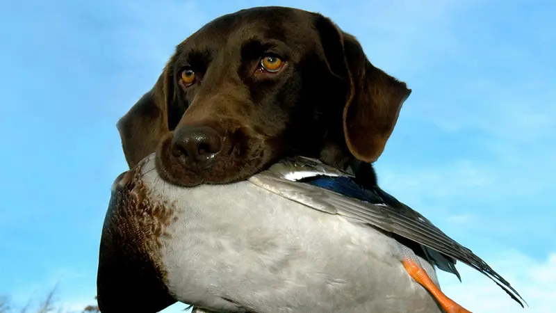 Directive Européenne : les éleveurs de chiens en difficultés