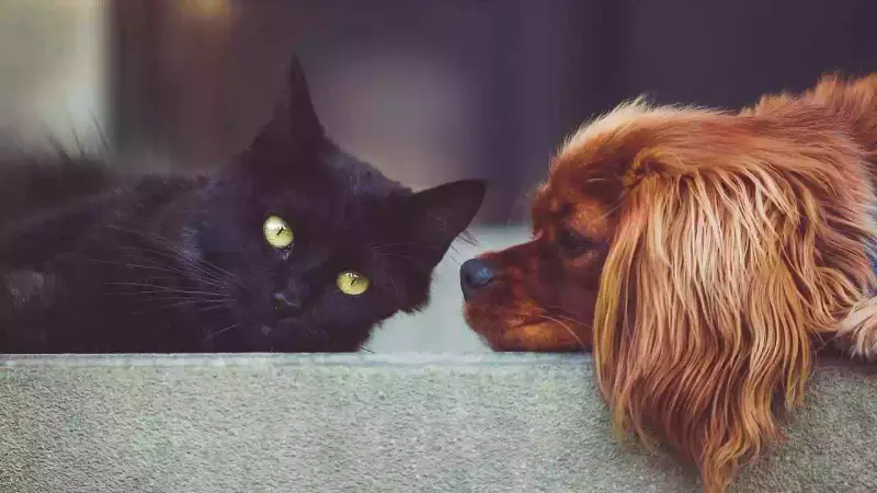 François Gemenne sur les chats et les chiens