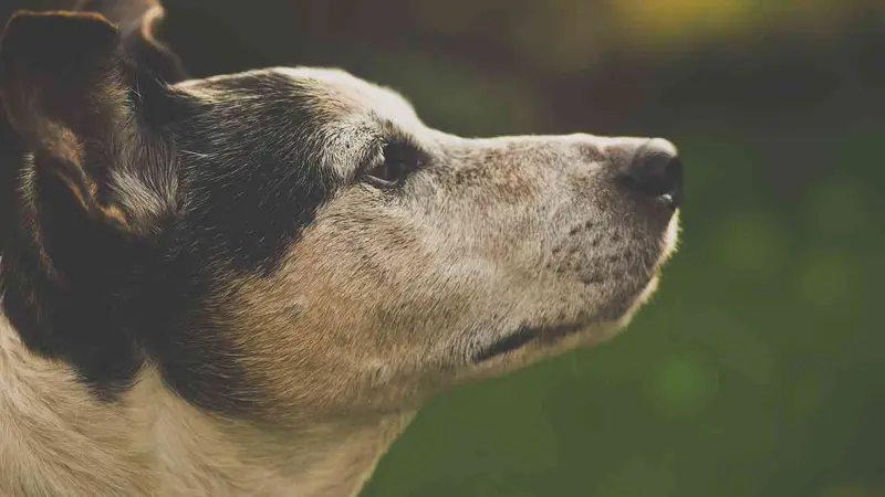 Jack Russel