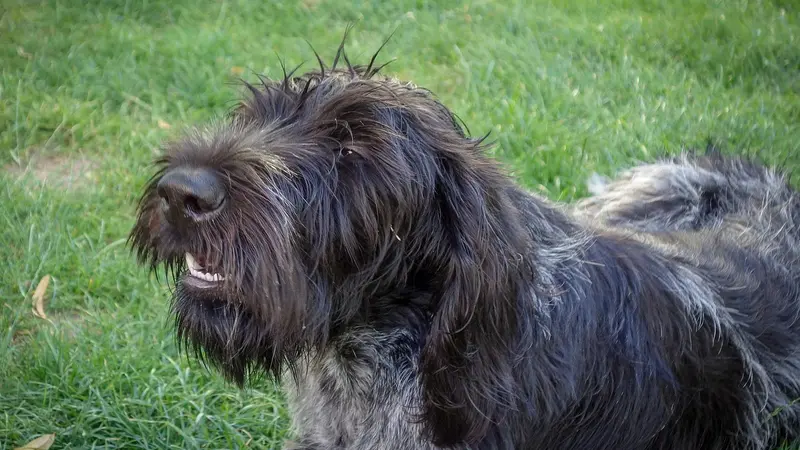 Une chienne vaccinée pourtant contaminée par la maladie d’Aujeszky sans avoir été à la chasse